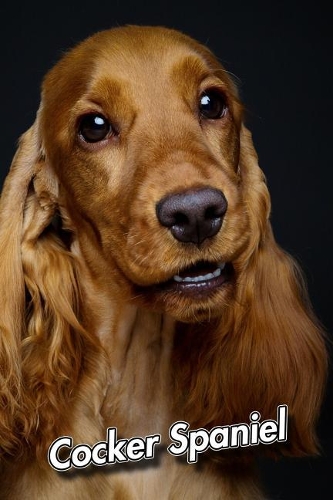 Cocker Spaniel: Weekly Calendar July 2019 - December 2021 30 Months 131 pages 6 x 9 in. Planner Diary Organizer Agenda Appointment To-Do Soft Cover