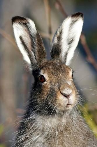 Mountain Hare Journal