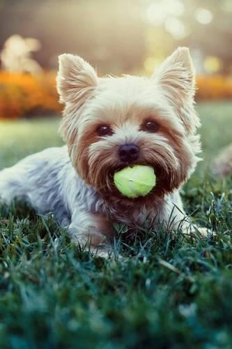 Yorkshire Terrier Notebook & Journal. Productivity Work Planner & Idea Notepad