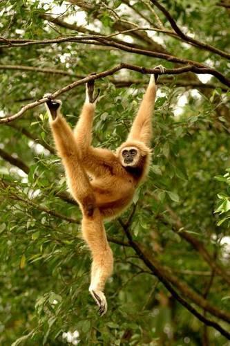 White-handed Gibbon Journal