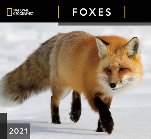 Cal 2021- National Geographic Foxes Wall