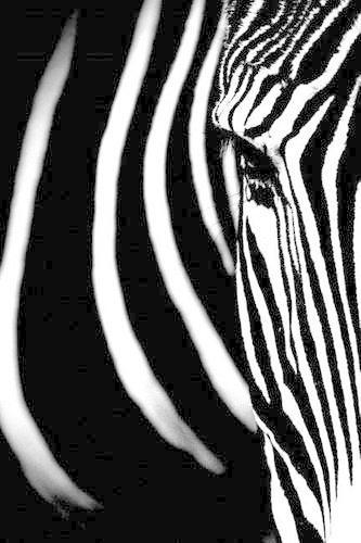An Imperial Zebra Close-Up Portrait Journal
