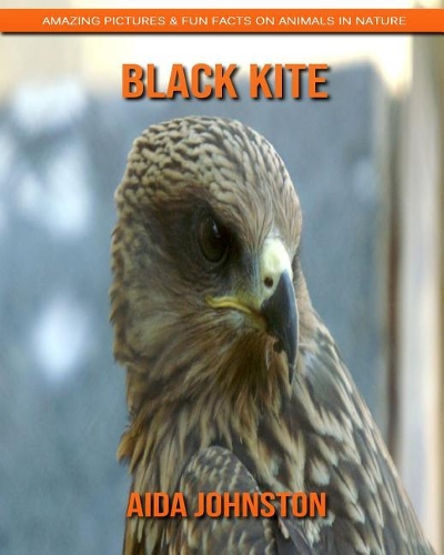 Black Kite: Amazing Pictures & Fun Facts on Animals in Nature