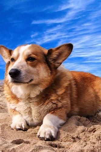 Happy Welsh Corgi Puppy Dog on the Beach Journal: 150 Page Lined Notebook/Diary