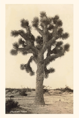 Vintage Journal Joshua Tree: (Pocket Sized - Found Image Press Journals)