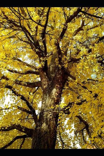 Ginkgo Biloba Tree with Brilliant Yellow Leaves Journal