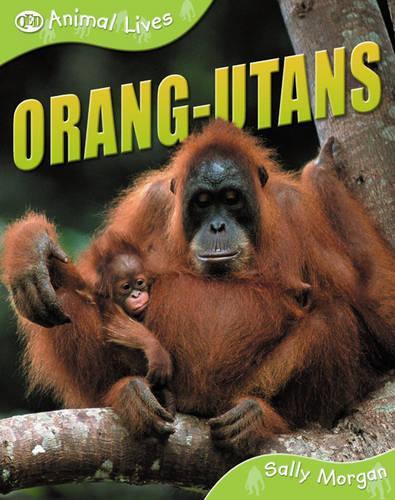 Orang-utans: (QED Animal Lives S.)