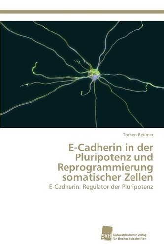 E-Cadherin in der Pluripotenz und Reprogrammierung somatischer Zellen: (German)