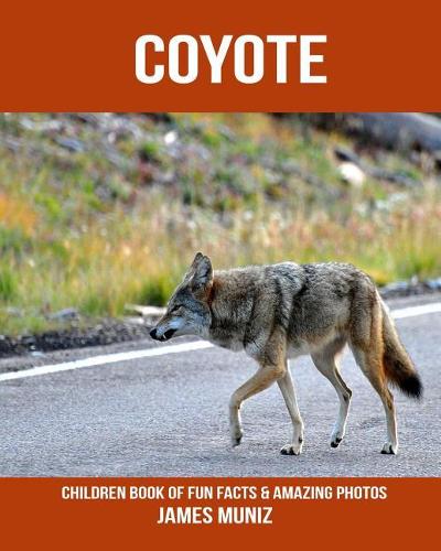 Coyote