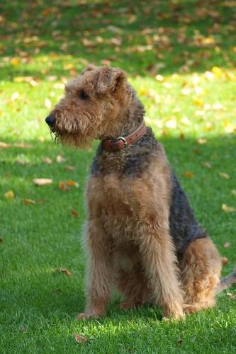 Airedale Terrier Notebook