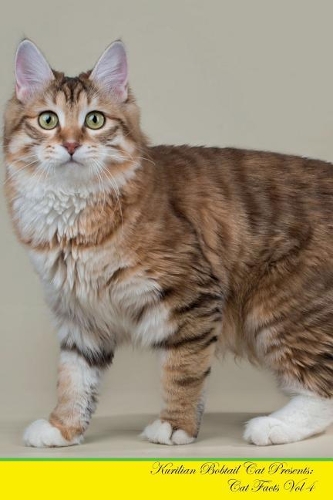 Kurilian Bobtail Cat Presents