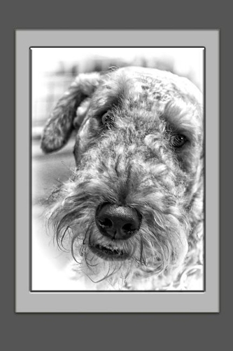 Airedale Terrier Notebook