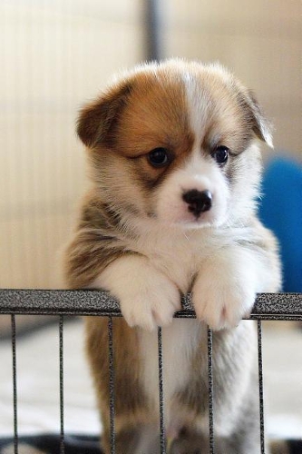 Adorable Pembroke Welsh Corgi Puppy Journal