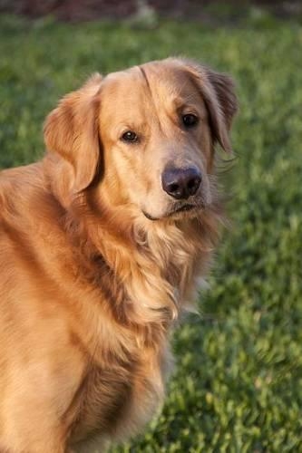 The Golden Retriever Dog Journal