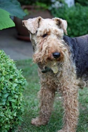 Welsh Terrier (for the Love of Dogs)