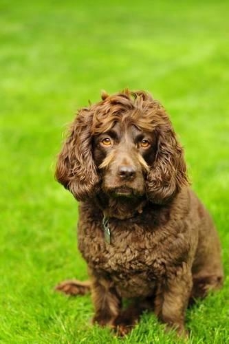 The Boykin Spaniel Dog Journal