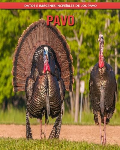 Pavo: Datos e imágenes increíbles de los Pavo