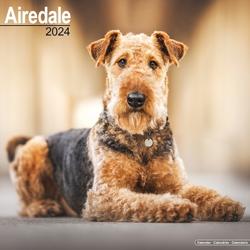 Airedale Calendar 2024  Square Dog Breed Wall Calendar - 16 Month