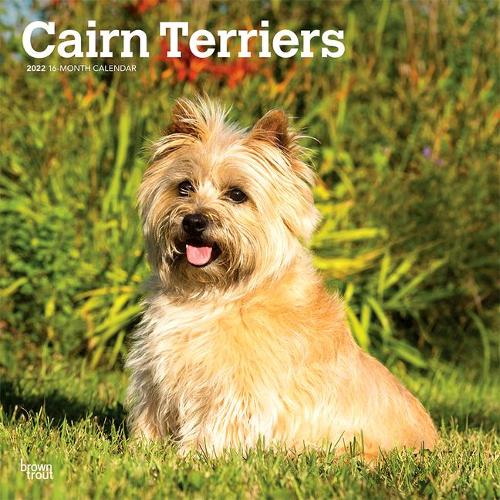 Cairn Terriers 2022 Square