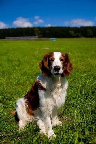 The Welsh Springer Spaniel Dog Journal: 150 Page Lined Notebook/Diary