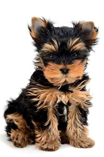 Yorkshire Terrier Notebook & Journal. Productivity Work Planner & Idea Notepad