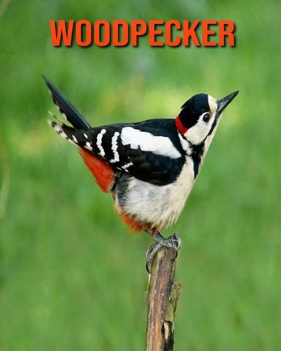 Woodpecker