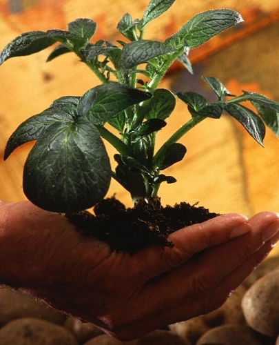 Science Theme School Composition Book Potato Plant Over Potatoes: Science Class School Composition Books Notebooks (Notebook, Diary, Blank Book)