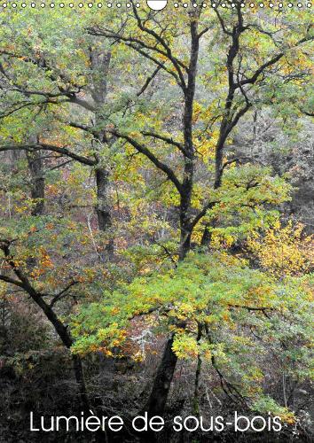 Lumière de sous-bois 2019