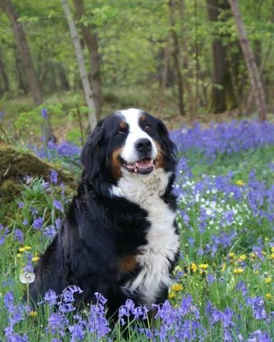 Bernese Mountain Dog