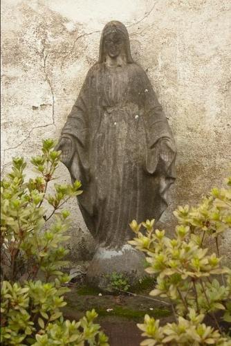 Impressions of Chameleon Rose