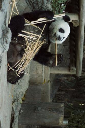 Panda and a Bamboo Snack Journal