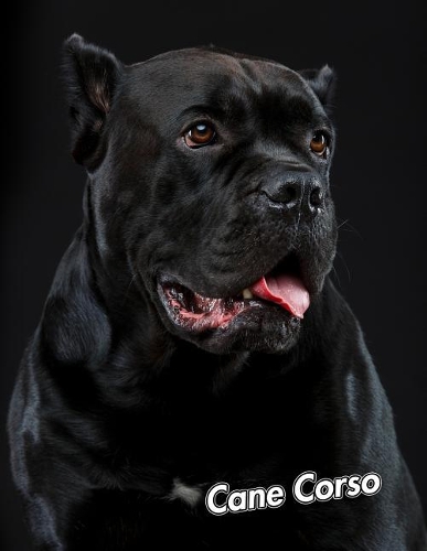 Cane Corso