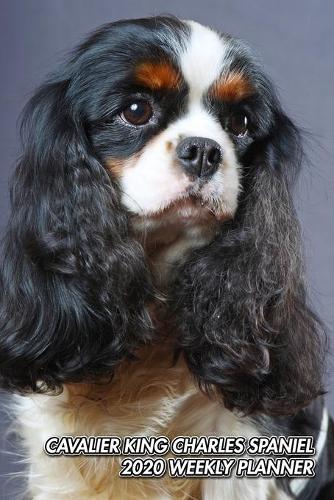 Cavalier King Charles Spaniel 2020 Weekly Planner