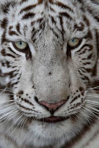 White Tiger Face Journal