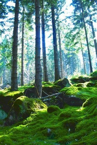 Moss on the Forest Floor Journal