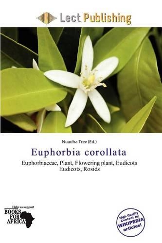 Euphorbia Corollata: (English)