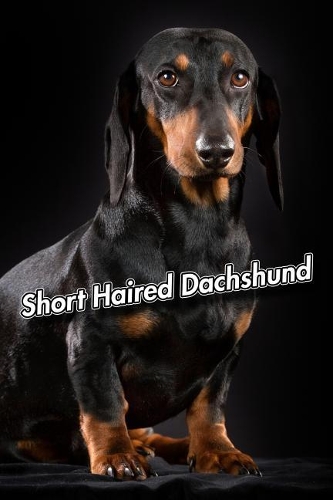 Short Haired Dachshund