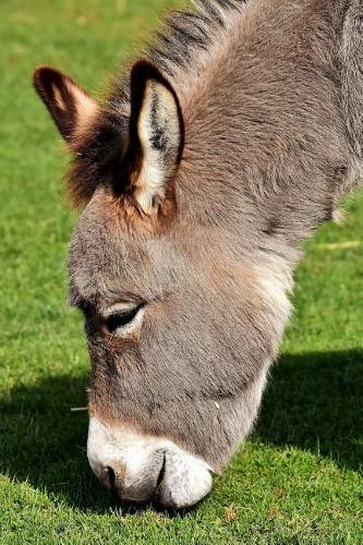 Donkey Grazing on Grass Journal