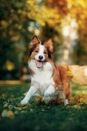Border Collie July Notebook & Journal. Productivity Work Planner & Idea Notepad