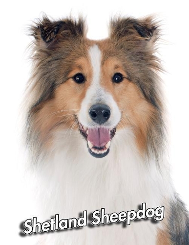 Shetland Sheepdog: Weekly Calendar July 2019 - December 2021 30 Months 131 pages 8.5 x 11 in. Planner Diary Organizer Agenda Appointment To-Do Soft Cover