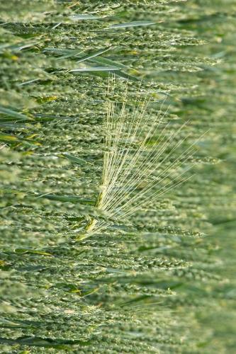 A Beautiful Wheat Field Journal: Take Notes, Write Down Memories in this 150 Page Lined Journal