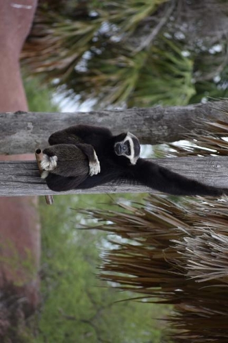 Black Pileated Gibbon Swinging Around in Thailand