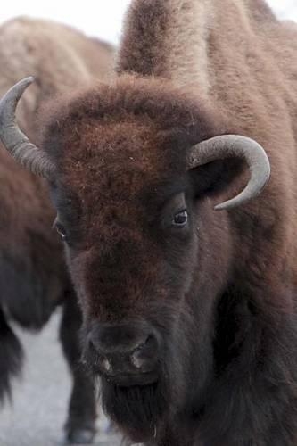 Buffalo (Bison) Animal Journal
