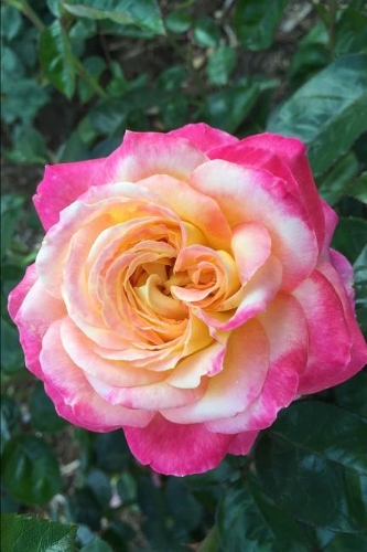 Pink & Yellow Rose