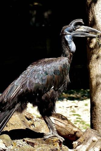 An Enormous Ground Hornbill Bird Journal: Take Notes, Write Down Memories in this 150 Page Lined Journal