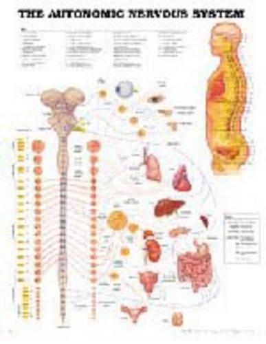 The Autonomic Nervous System