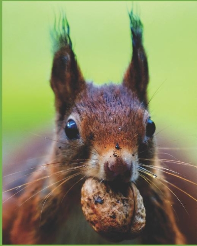 Brown Squirrel with Nut