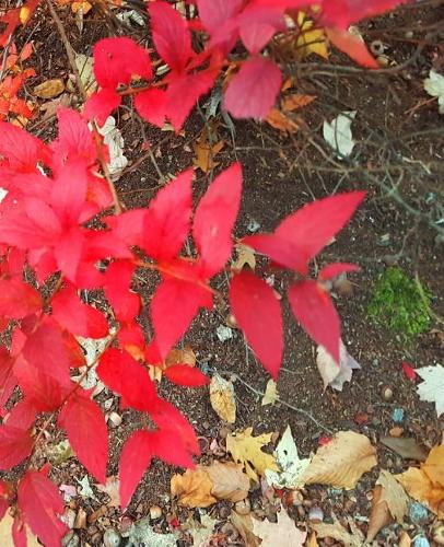 School Composition Book Autumn Foliage Fall Colors 130 Pages: (Notebook, Diary, Blank Book)(Seasonal Fall Photo School Composition Books Notebooks)