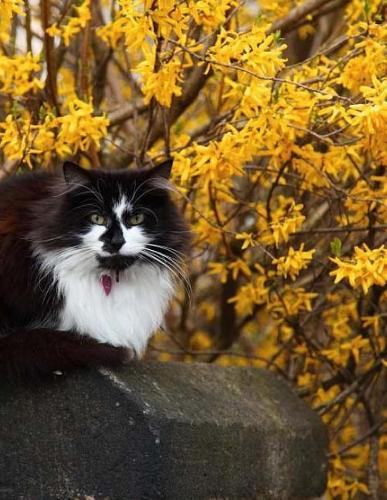 Cat Kitten Cats Kittens Feline Kitty Pussy Pussies Food Nutrition Toys Notebook