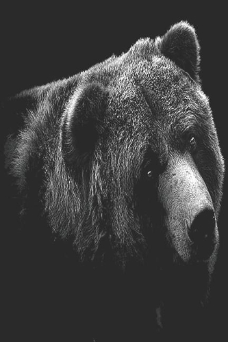 Grizzly Bear Notebook